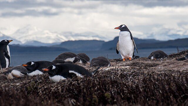 Tučňáci se rozmnožují kvůli oteplování dříve, objevili vědci